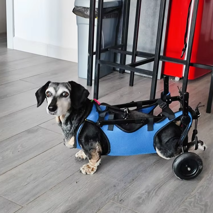 Blauer Hundehilfe-Rollstuhl für Haustiere, fördert Mobilität, verstellbare Gurte, leichtes Gestell, ideal für Hunde & Katzen.