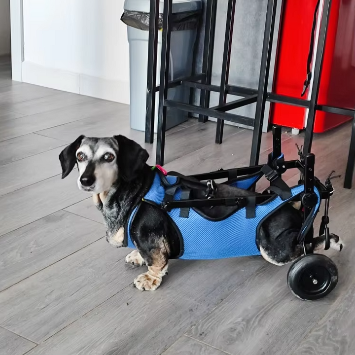 Blauer Hundehilfe-Rollstuhl für Haustiere, fördert Mobilität, verstellbare Gurte, leichtes Gestell, ideal für Hunde & Katzen.