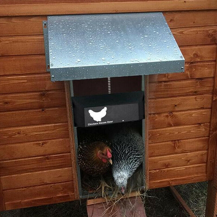 Automatischer Hühnerklappenöffner aus Metall, wetterfest, mit zwei Hühnern im Stall.