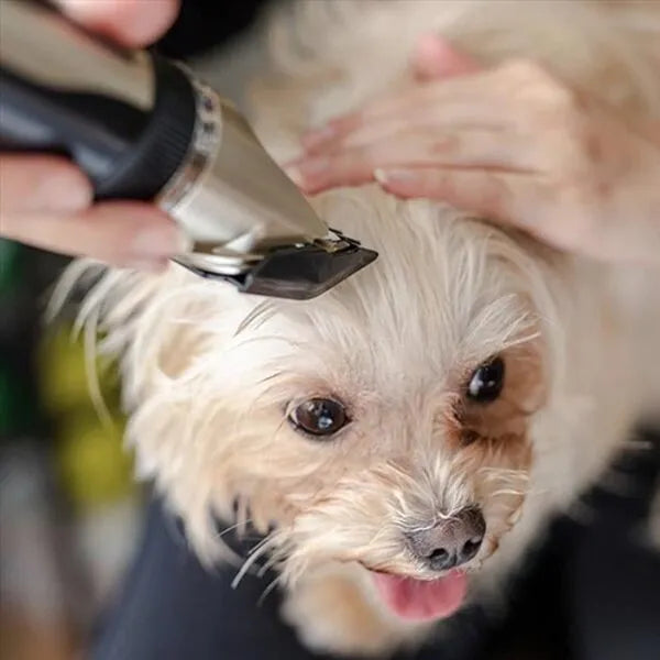 "Lautloser, kabelloser Felltrimmer für Hunde mit präzisen Klingen und langer Akkulaufzeit, ideal zur stressfreien Pflege."