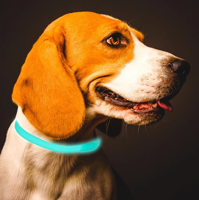 "Leuchtendes Floh- und Zeckenhalsband für Katzen und kleine Hunde, sichtbar in der Nacht, wasserfest und allergiefrei."