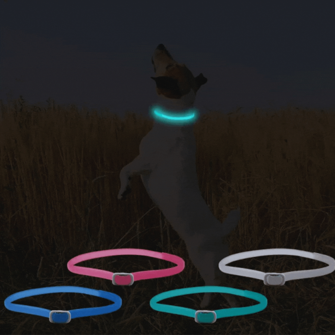"Leuchtendes Floh- und Zeckenhalsband für Katzen und kleine Hunde, sichtbar in der Nacht, wasserfest und allergiefrei."