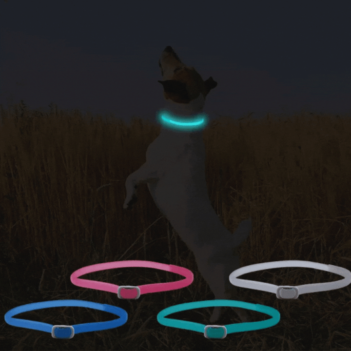 "Leuchtendes Floh- und Zeckenhalsband für Katzen und kleine Hunde, sichtbar in der Nacht, wasserfest und allergiefrei."