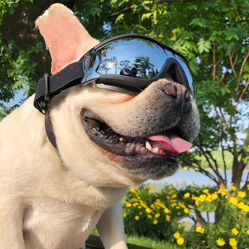 Schutzbrille für Hunde, UV-Schutz, winddicht, modernes Design, ideale Passform für Outdoor-Aktivitäten, komfortabel.
